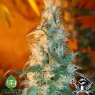 AlphaKronik Genes Seeds Sin City Line Nevada Privada